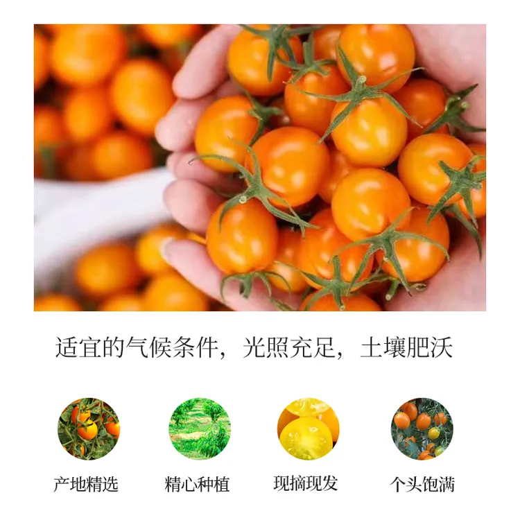 新鲜现摘皇冠千禧 当季小番茄 清甜多汁口感浓郁