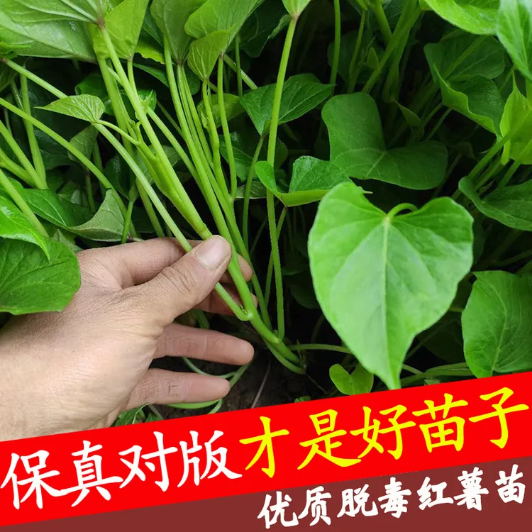 现货 根据种植时间发货【保真对版红薯苗】红薯苗秧地瓜苗可带根