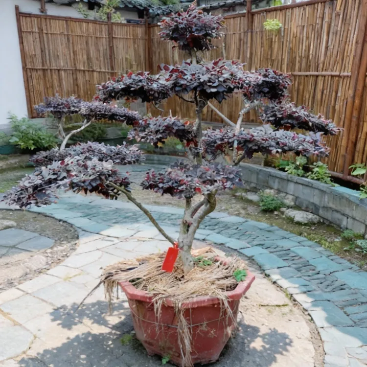 室内外适用原生红花檵木盆栽原生桩庭院绿植海棠树【一物一拍】定金