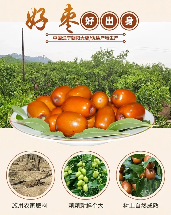 辽宁朝阳孙家湾大枣现摘现发鲜甜多汁果肉饱满脆甜可口