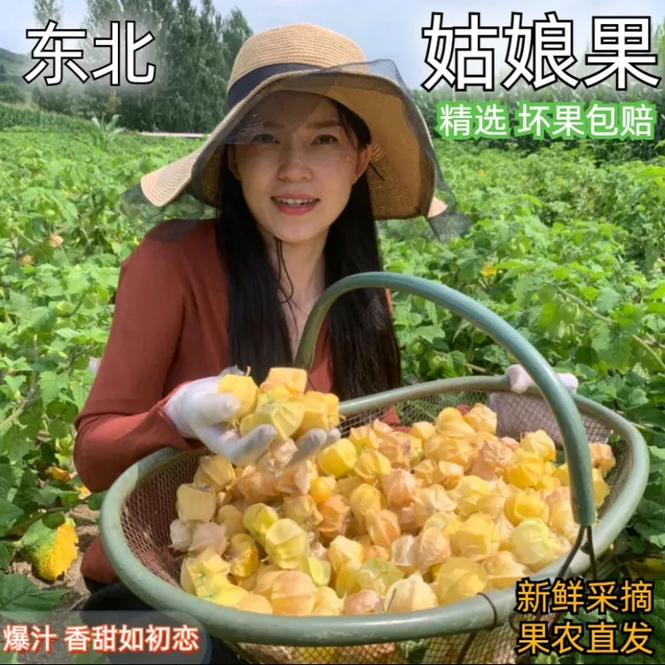 小金豆宁古塔东北新鲜姑娘果大小果水果香甜可口灯笼果菇娘果薄皮