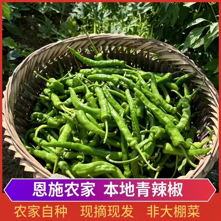 青辣椒恩施利川农家新鲜辣椒薄皮青椒香辣可口当季现摘嫩青椒包邮