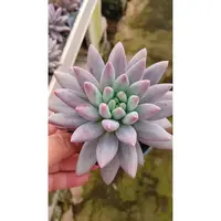 小二多水晶球 全店多肉任意拍满9.9元发货 拍满5单送一包吡虫啉