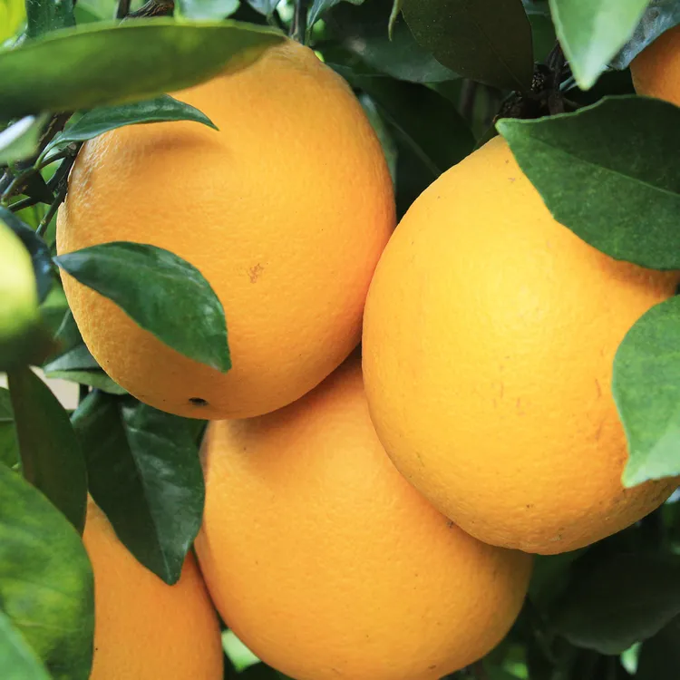 云果仙江西赣南脐橙带箱20斤大果 新鲜水果现摘阳光橙子果园直发