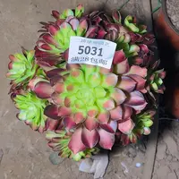 5031韶华多肉植物2号