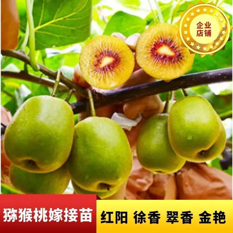 正宗猕猴桃嫁接苗红心绿心猕猴桃苗地栽水果苗南北方种植当年结果