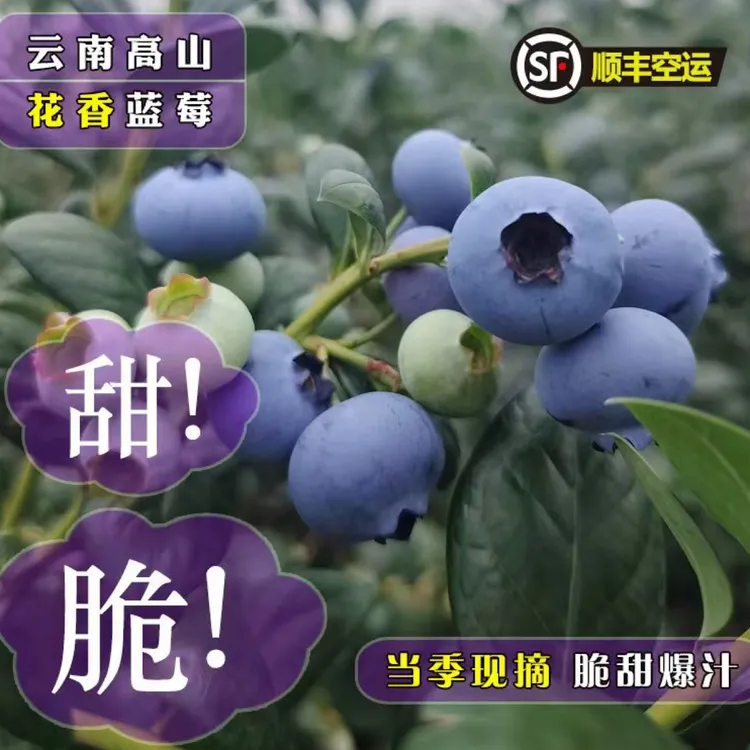 云南高山露天花香蓝莓脆甜花果香新鲜现采摘顺丰空运