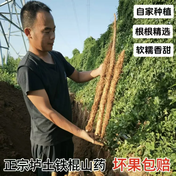 河南正宗垆土铁棍自家种植新鲜软糯香甜营养滋补特产