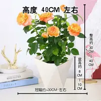 月季花苗果汁阳台带花苞浓香型四季开花易活室内花卉玫瑰庭院