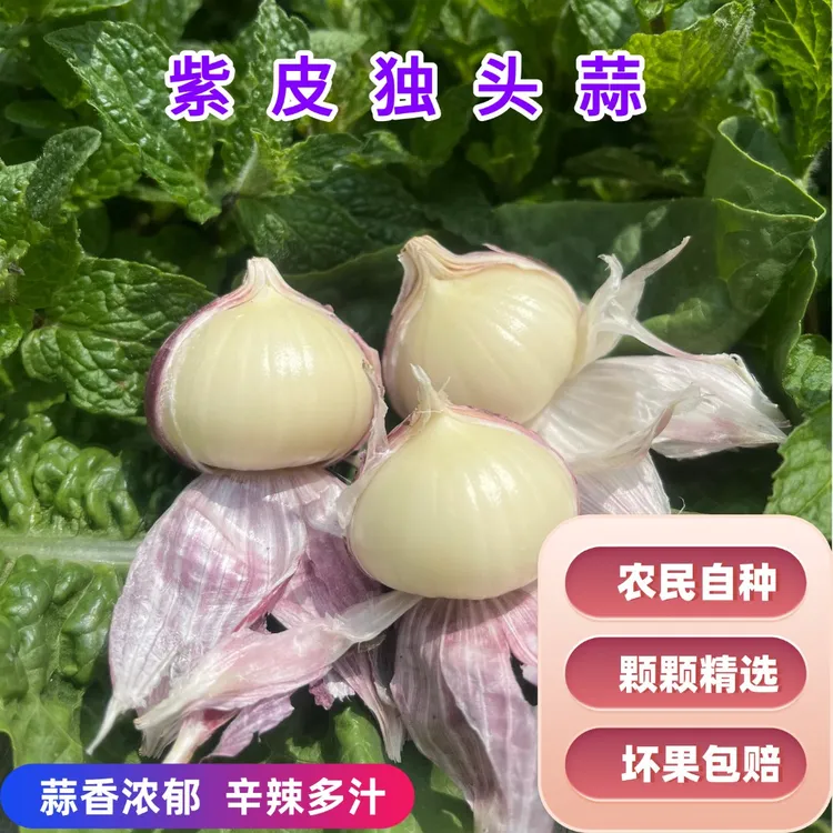 云南大理紫皮独头蒜 新鲜蒜 紫皮蒜 农家自种 产地直发