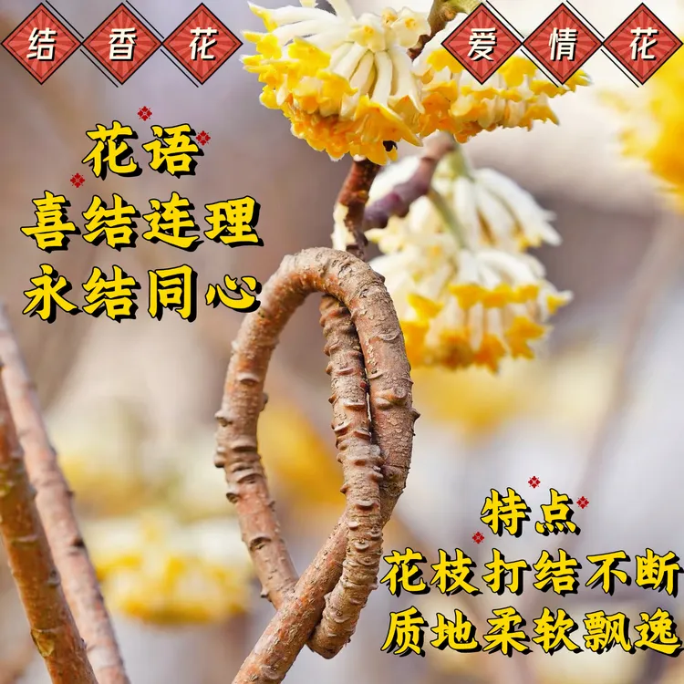 结香花爱情树四季盆栽地栽景观植物