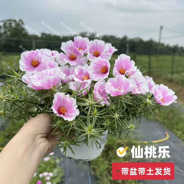 【带盆带土】太阳花盆栽【种好发货】广东基地直发带花带花苞新鲜直达