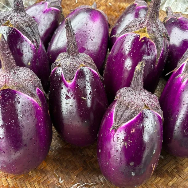 贵州本地新鲜紫皮茄子