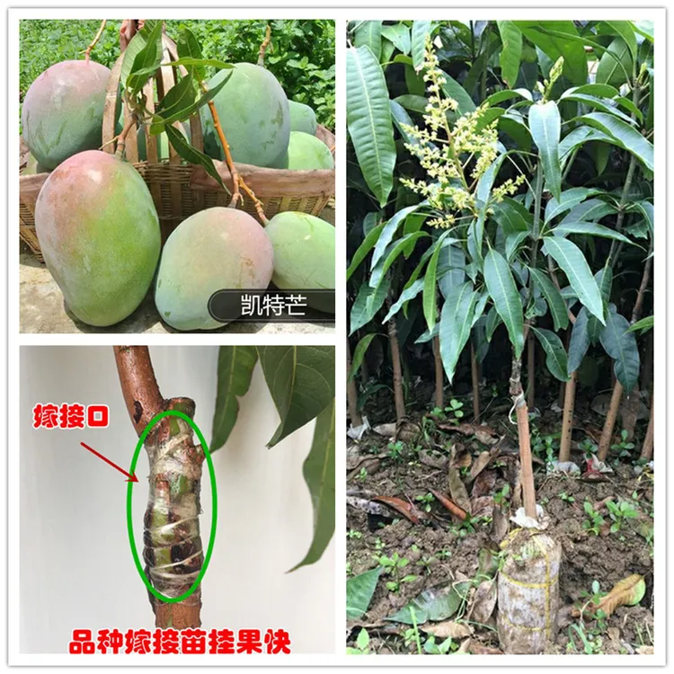 四川攀枝花凯特芒果苗正宗嫁接芒果树苗巨无霸大芒果树苗银杏树