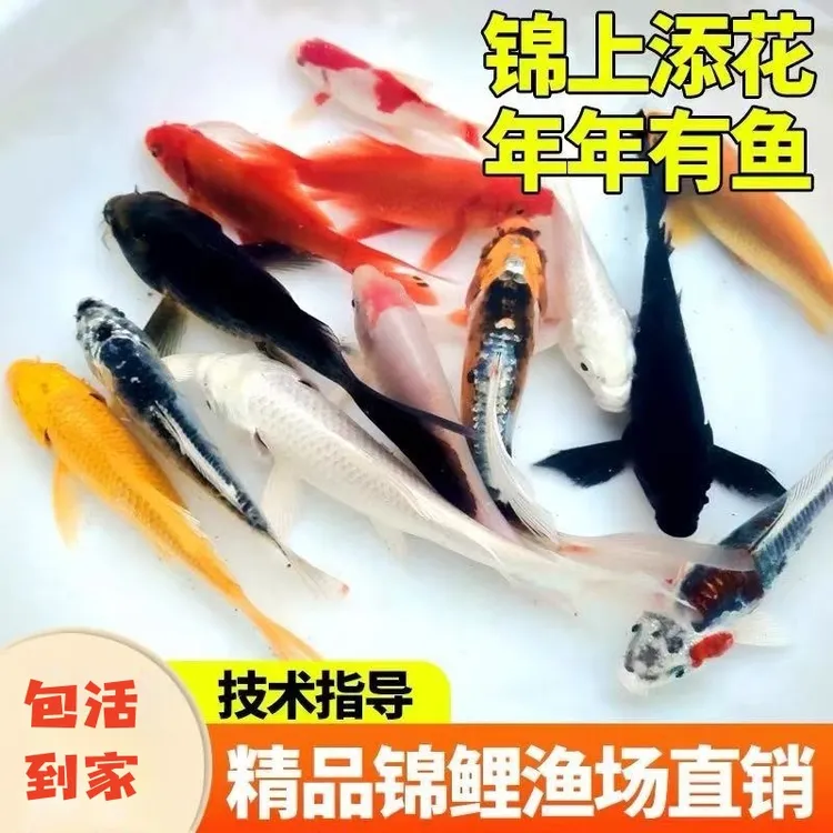 今天福利 五福临门 活体观赏鱼 锦鲤 红白 黑金 白金 黄金 红草金