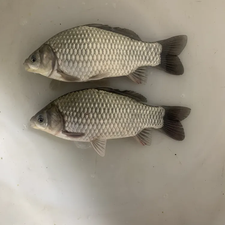 彭泽大鲫 淡水鱼