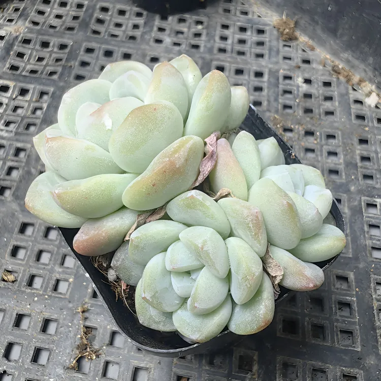 冰玉多肉植物精控精养多肉单头群生室内绿植花卉（直播间为准）