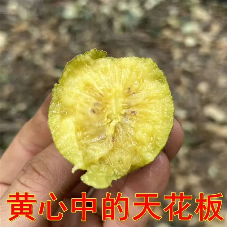 比新西兰阳光金果好吃的黄心猕猴桃新鲜农大金猕新品种香甜可口