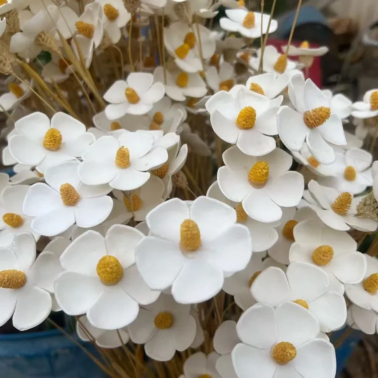 紫罗兰真干花手工插花起泡材质适合混搭网红花束白色