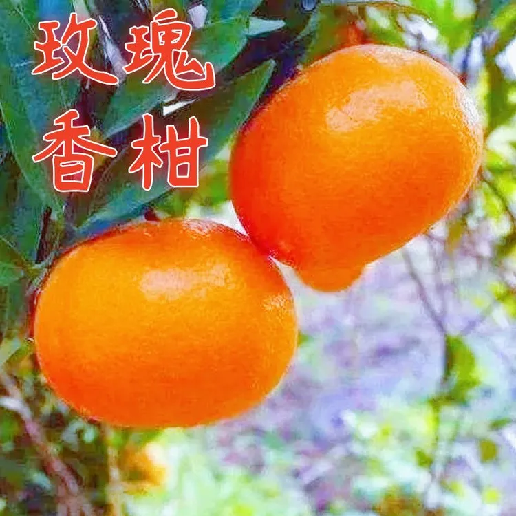 重庆奉节玫瑰香柑香甜多汁细嫩化渣新鲜采摘水果