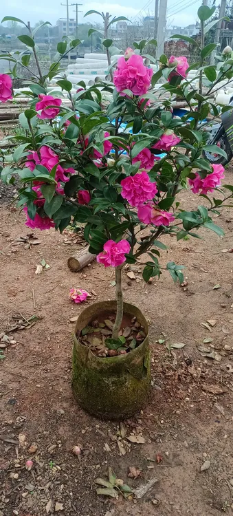 茶花大元帅情人节砂金乔伊黛比伊丽莎白伯拜范西丽米切尔贝拉