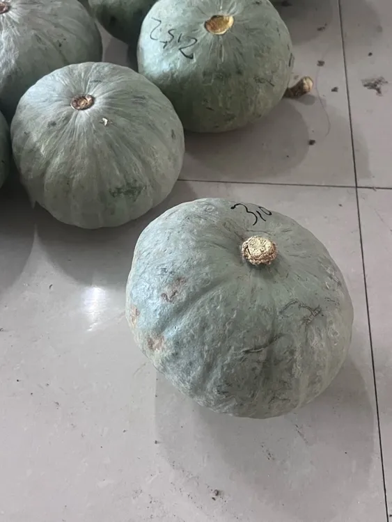 东北小园大灰窝瓜