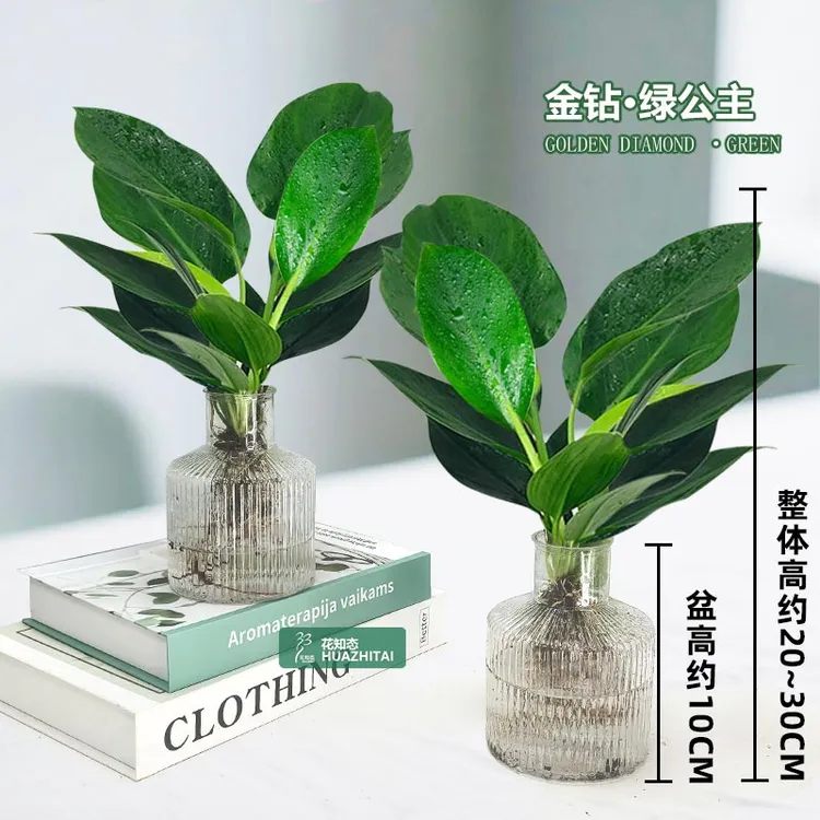 【买一送一】金钻绿公主水培室内桌面绿植好养懒人观叶植物20-30cm