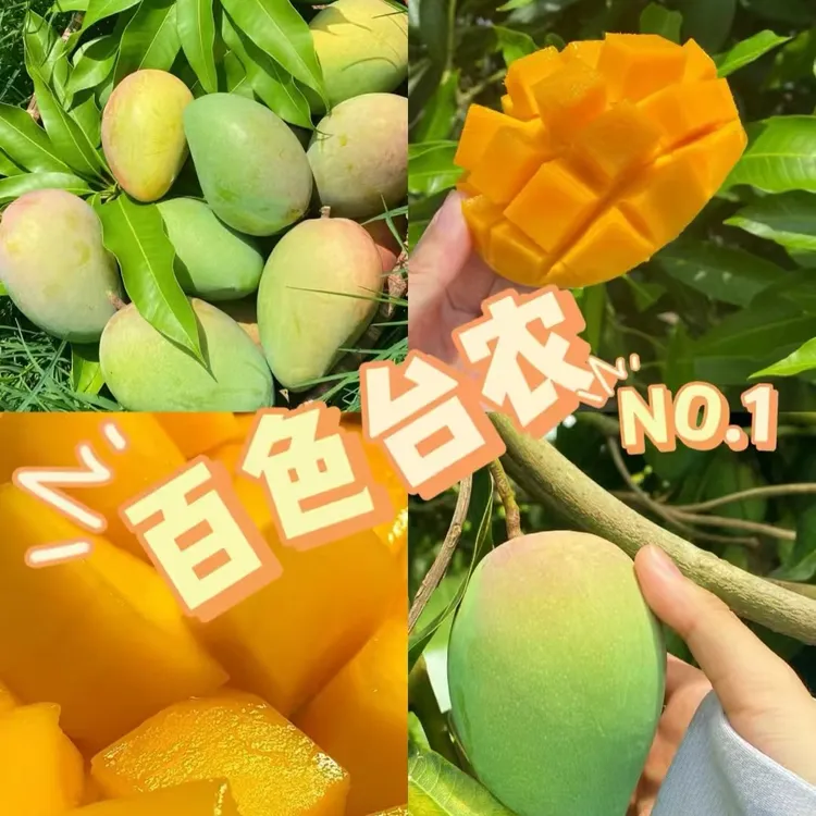 广西百色精品大台农芒一级果新鲜现摘