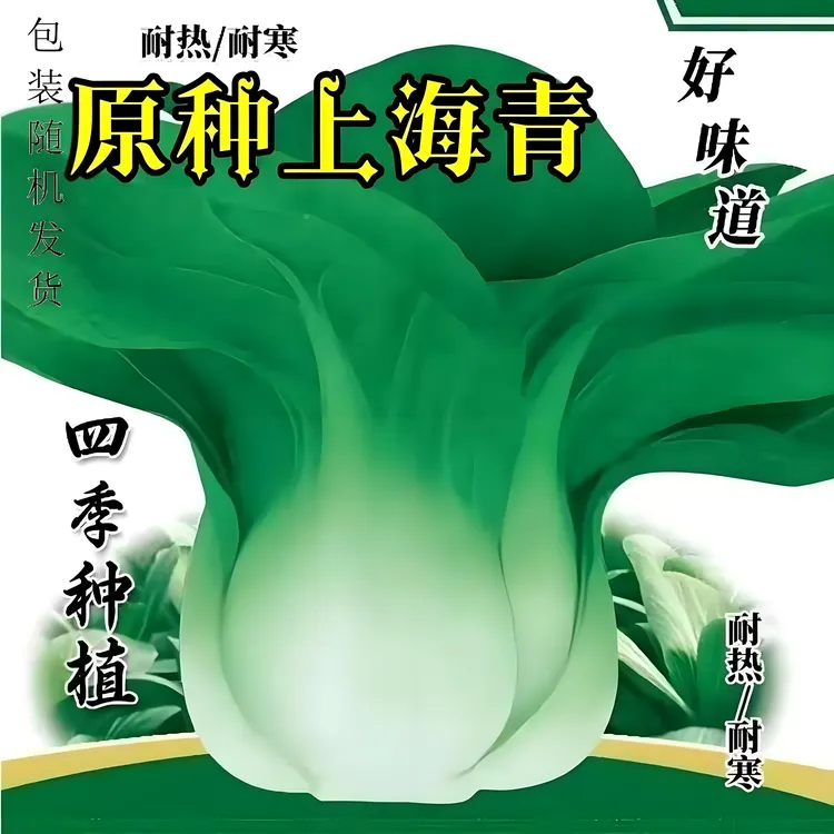 原种上海青种子蔬菜种籽孑鸡毛菜青菜小白菜四季易种阳台菜园高产