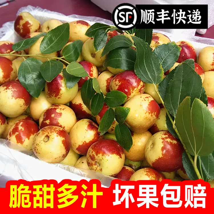 【顺丰】冰糖冬枣果园现摘新鲜水果应季山西临猗枣子批发★