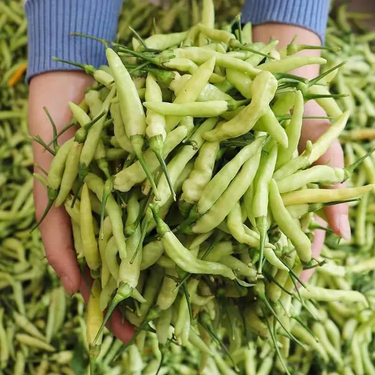 特辣包邮云南正宗皱皮野山椒新鲜白米辣小米辣新鲜泡椒野山椒1斤