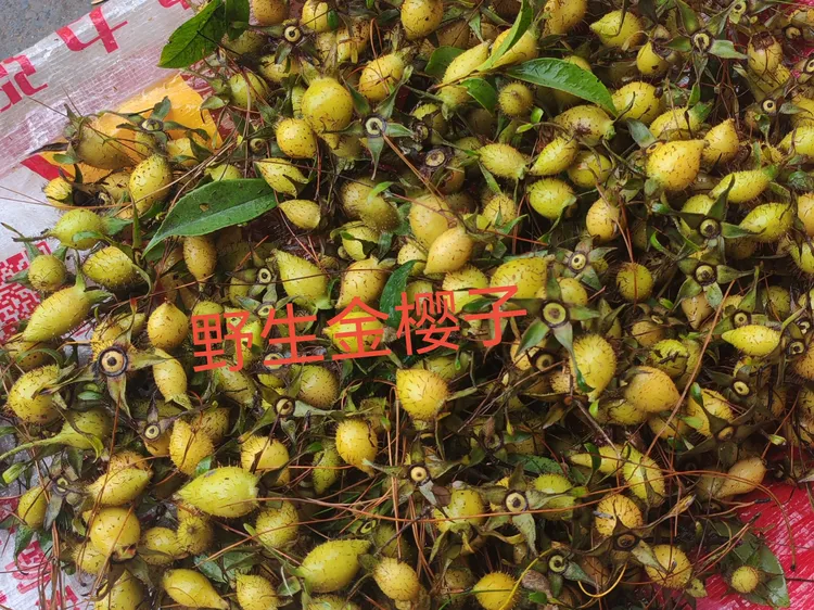 湖南大山新鲜采摘金樱子青黄桃果，现摘现发