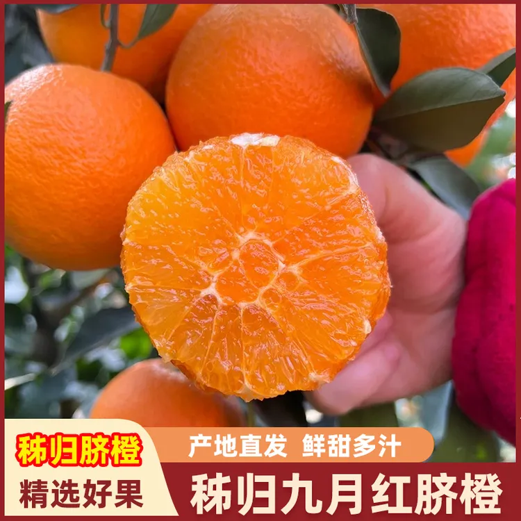 精品正宗秭归九月红脐橙布丁橙新鲜现摘现发香甜多汁