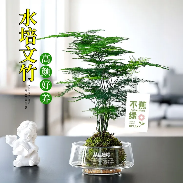 文竹盆栽室内绿植办公室内工位桌面植物懒人好养花卉盆景净化空气