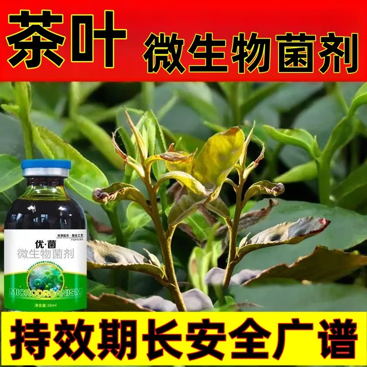 茶叶微生物菌剂叶枯轮斑叶斑炭疽茶霉褐斑赤星预防控制提质增产