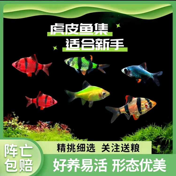 四间虎皮鱼红虎皮绿虎皮小型热带淡水草缸群游观赏鱼