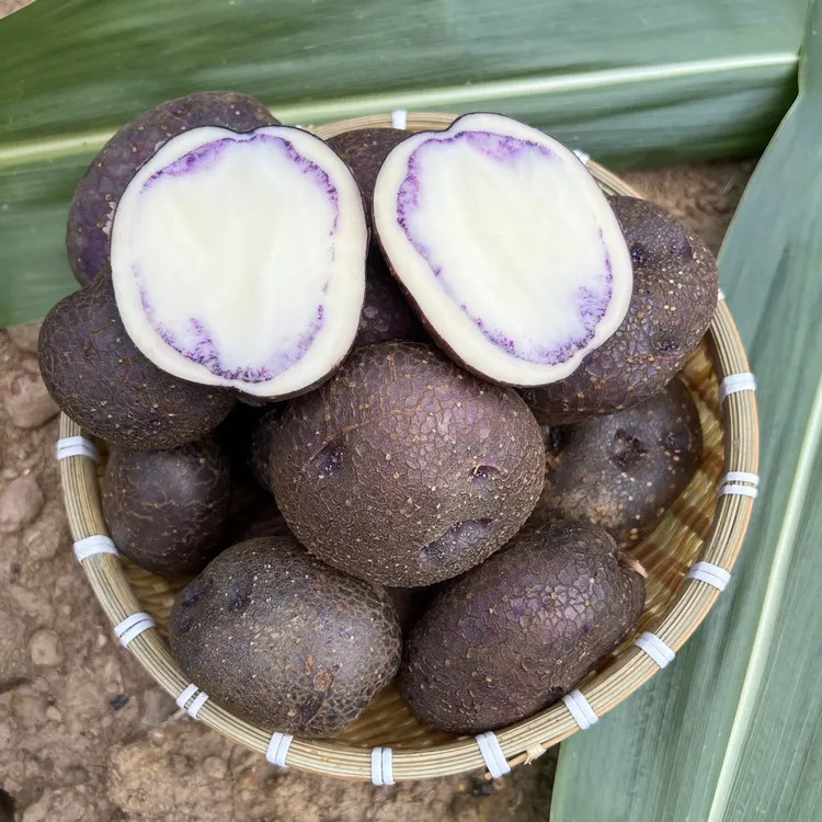 （花青素洋芋）云南正宗大山包小黑洋芋