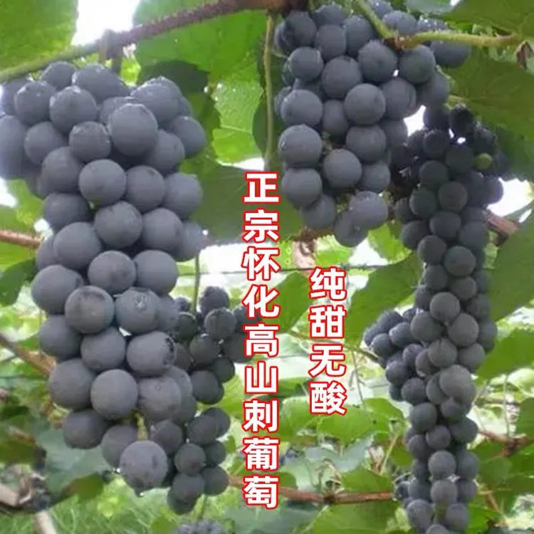 湖南麻阳高山野生刺葡萄当季新鲜水果孕妇小孩皆宜