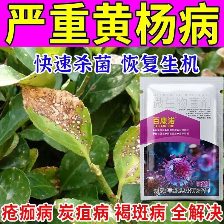 黄杨病害专用药叶斑病炭疽病白粉病通用枝枯病防落叶促发芽专用