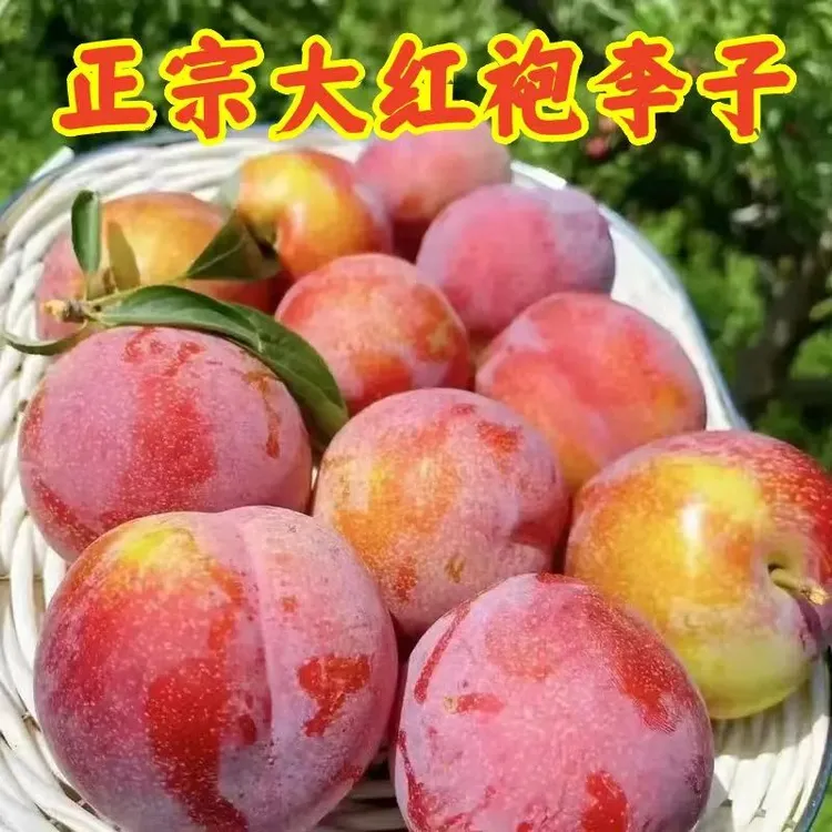 【顺丰发货】正宗大红袍当季应季水果李子脱骨李甜酸口感