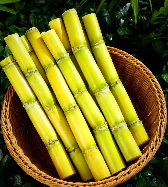 云南脆皮黄金甘蔗现砍现发清甜多汁新鲜应季水果