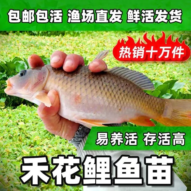 禾花鲤鱼苗稻田鱼荷花鲤淡水养殖