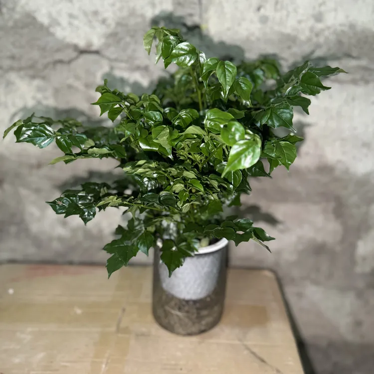 西藏包邮绿植-水培幸福树