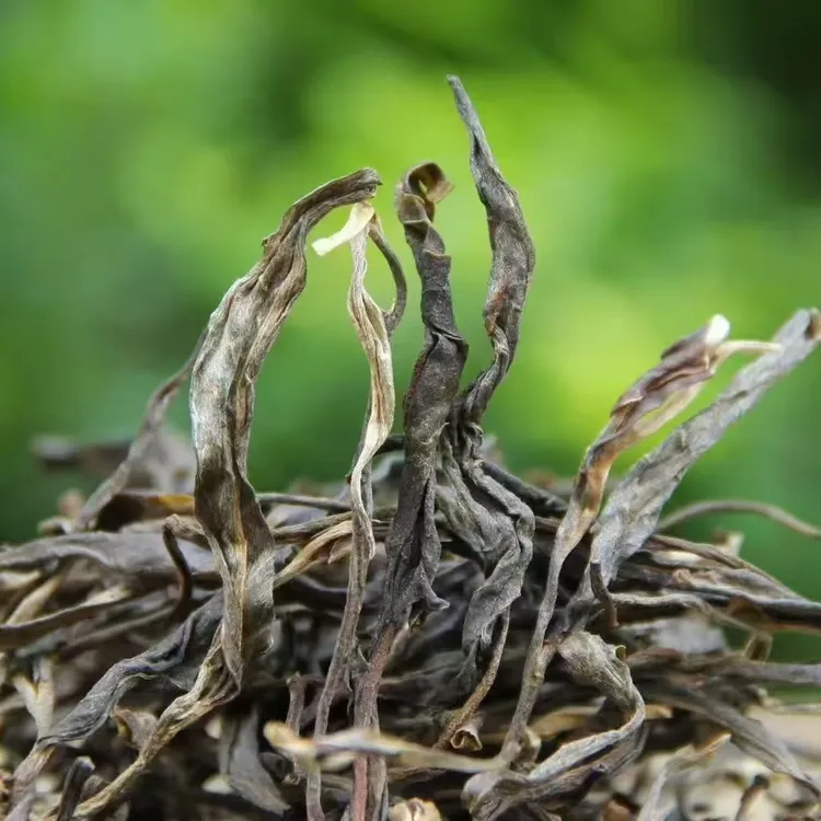 小户赛2022年老茶(500克)(120年老树茶)