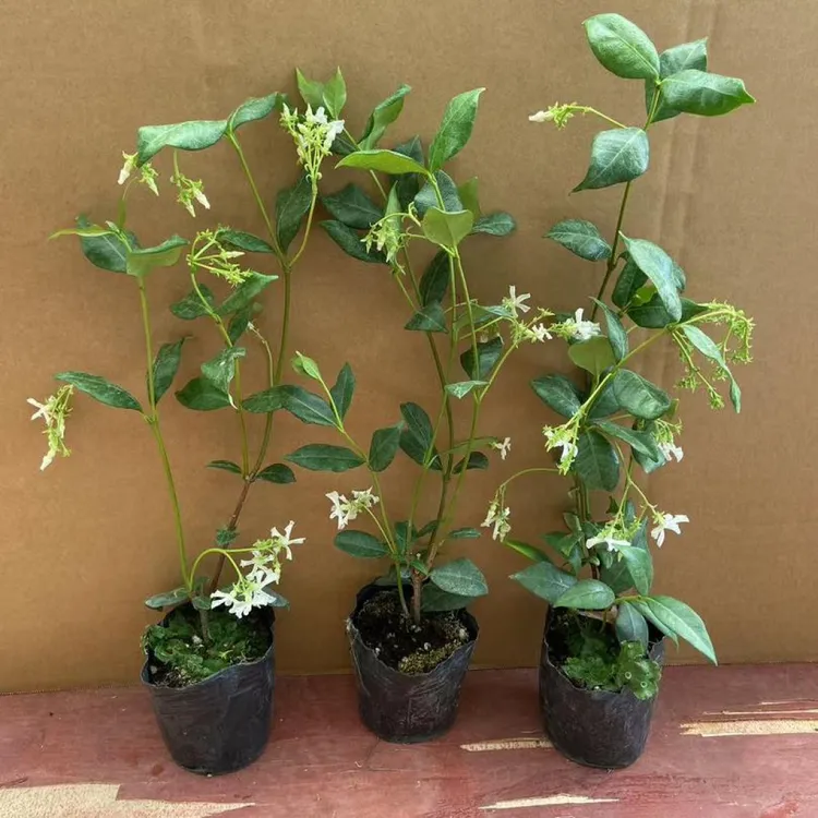 白色风车茉莉小苗庭院爬藤花卉耐寒耐热浓香四季常青好养不死