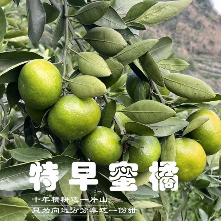 石山地青皮清甜微酸蜜橘大分4号十斤装现摘现发水果