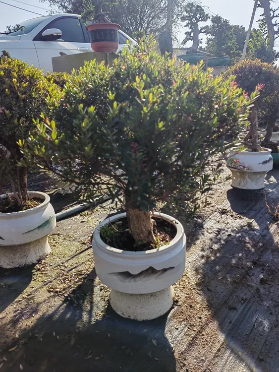 小叶红芽赤楠 棒棒糖造型