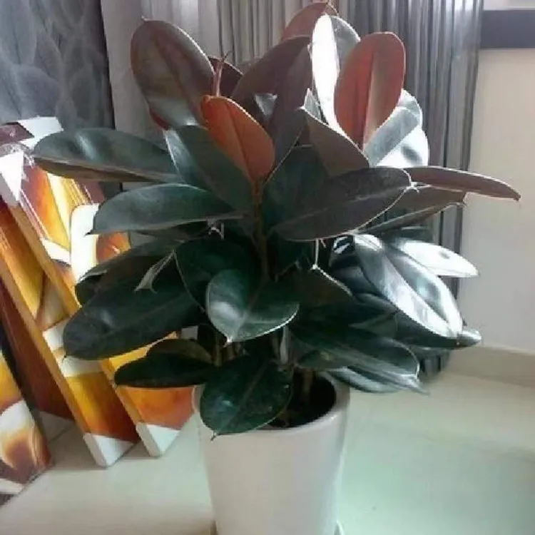 橡皮树绿植盆栽盆栽室内客厅绿植净化空气吸甲醛桌面好养花卉