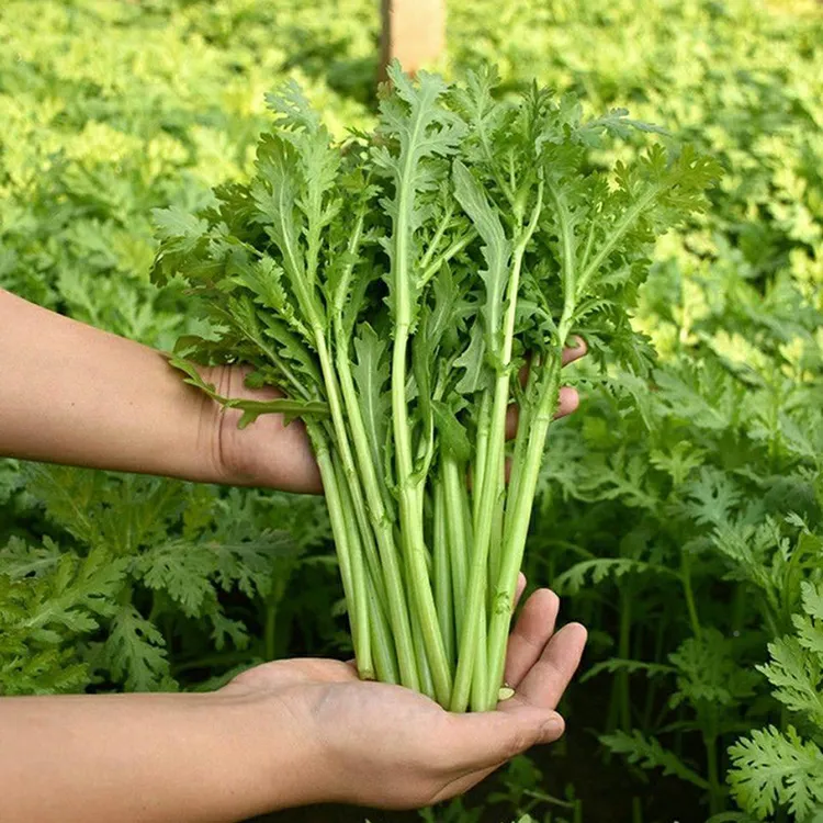 当季新茼蒿种子皇帝菜种子耐热耐寒可阳台盆栽四季蔬菜种子