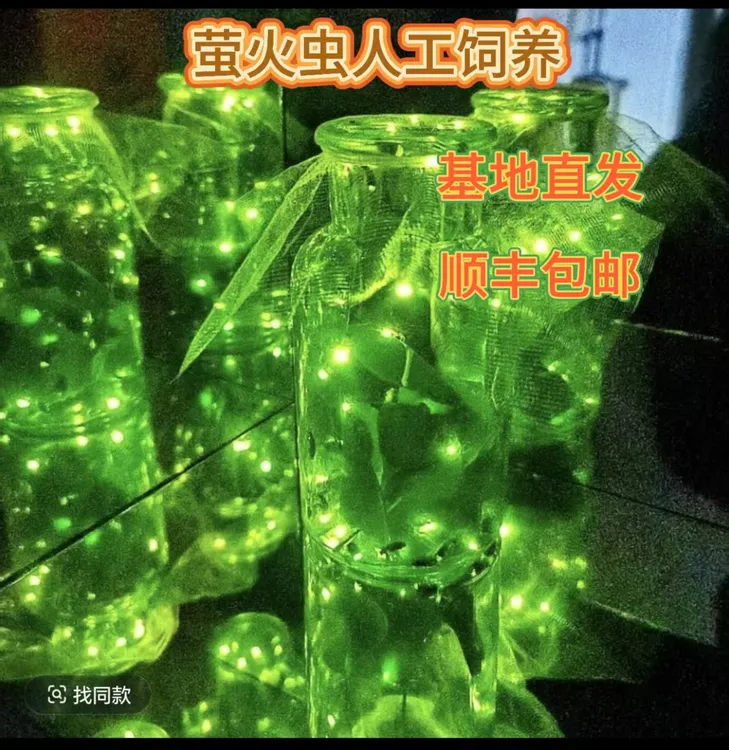 人工养殖萤火虫活 夜精灵带瓶发货